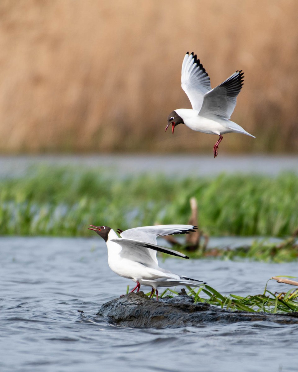 Black-headed Gull - Piotr Dulko