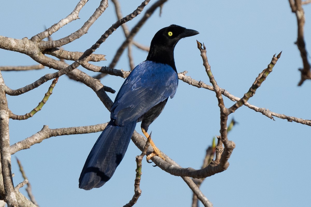 Purplish-backed Jay - James Castle Gaither Jr