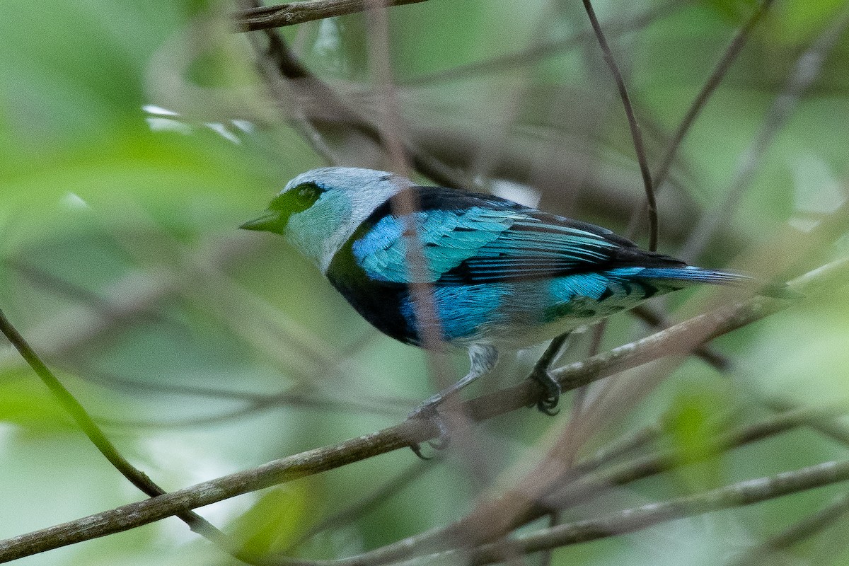 Masked Tanager - Santiago Dueñas Trejo