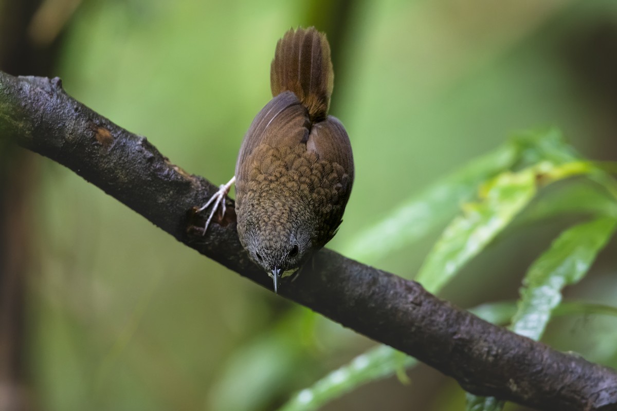 Pale-throated Wren-Babbler - ML617429195