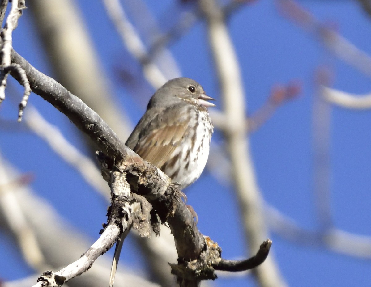 Fox Sparrow - ML617429257