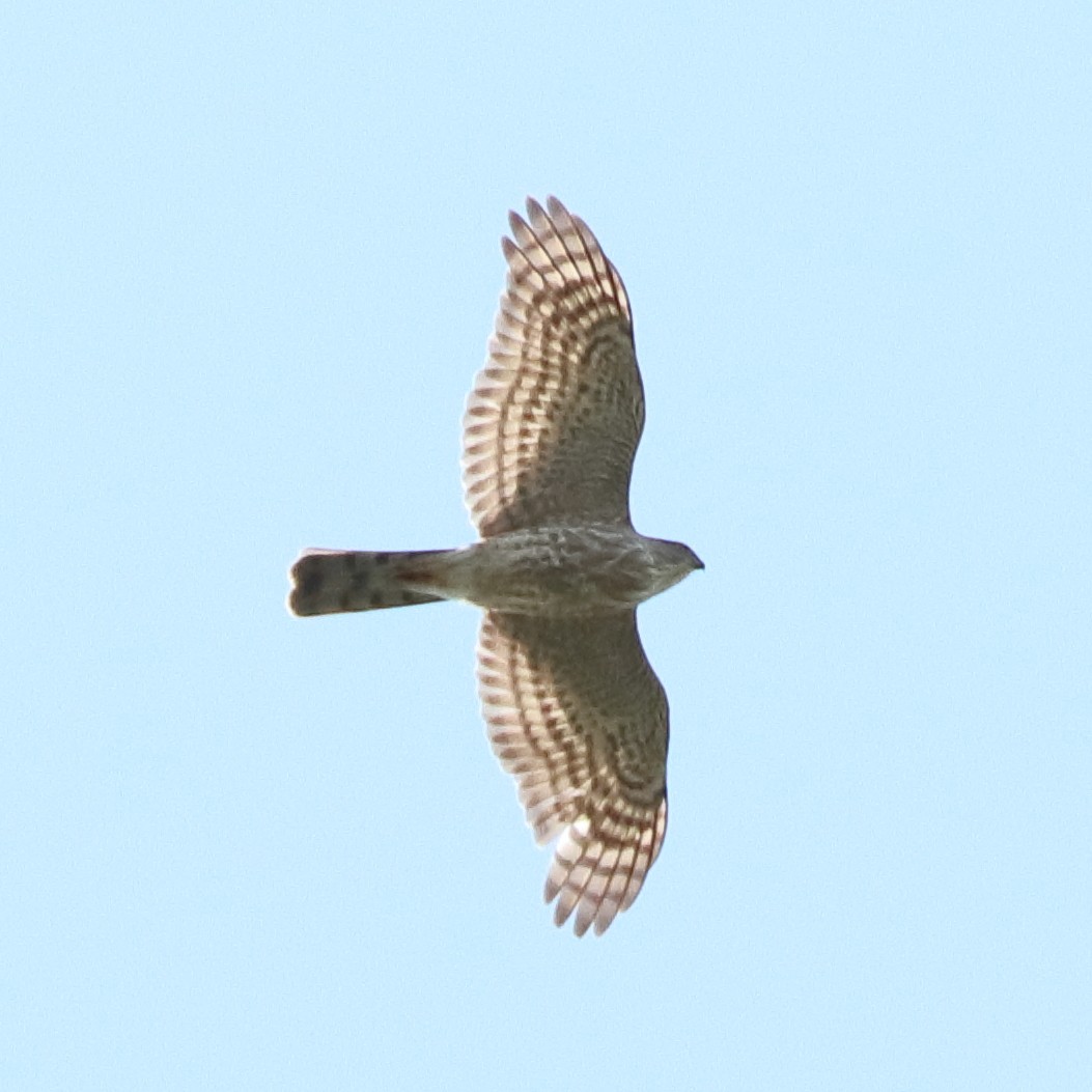 Sharp-shinned Hawk - ML617429307