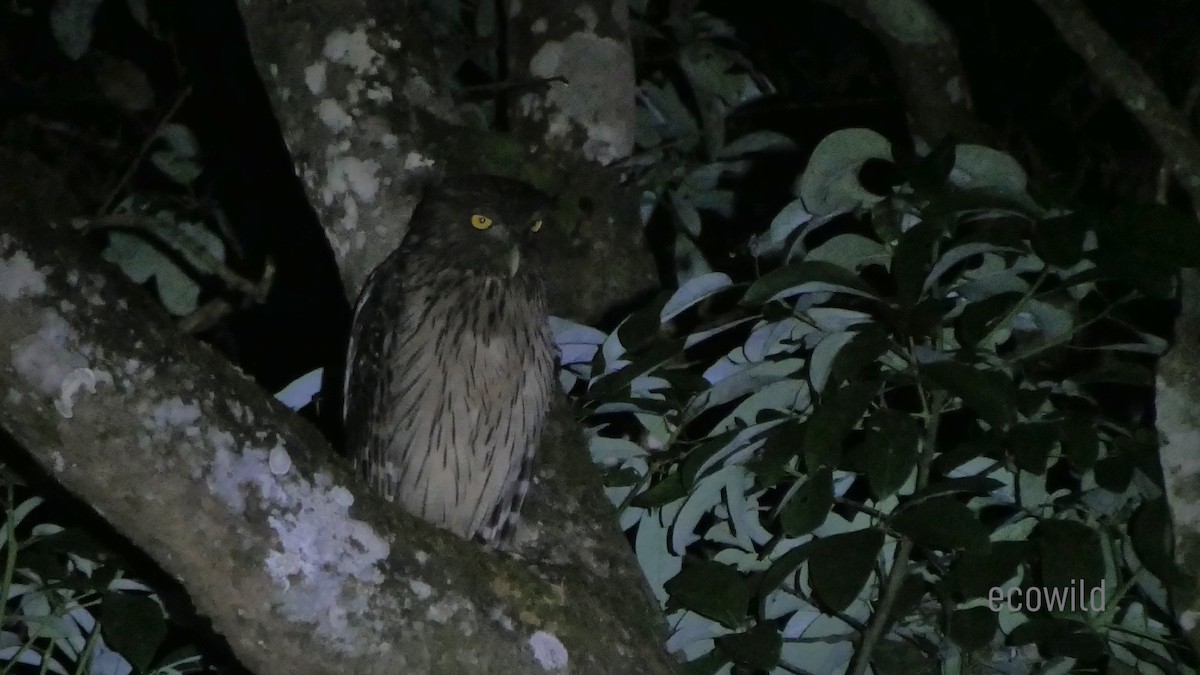 Brown Fish-Owl - ML617429386