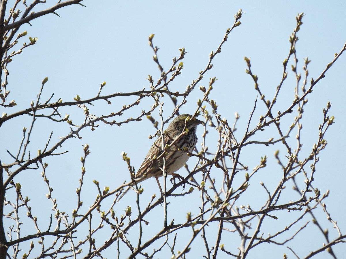 Savannah Sparrow - ML617429420