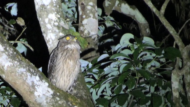 Brown Fish-Owl - ML617429439