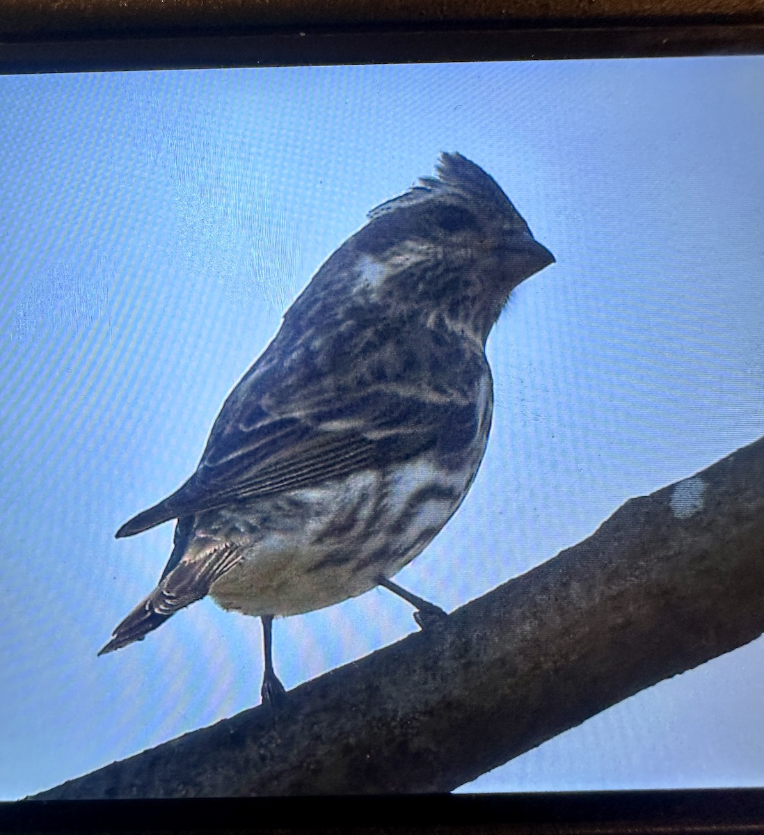 Purple Finch - ML617429451