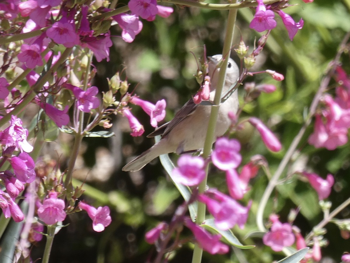 Lucy's Warbler - ML617429477