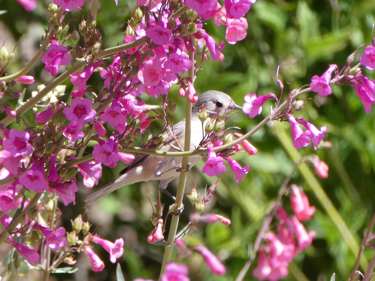 Lucy's Warbler - ML617429478