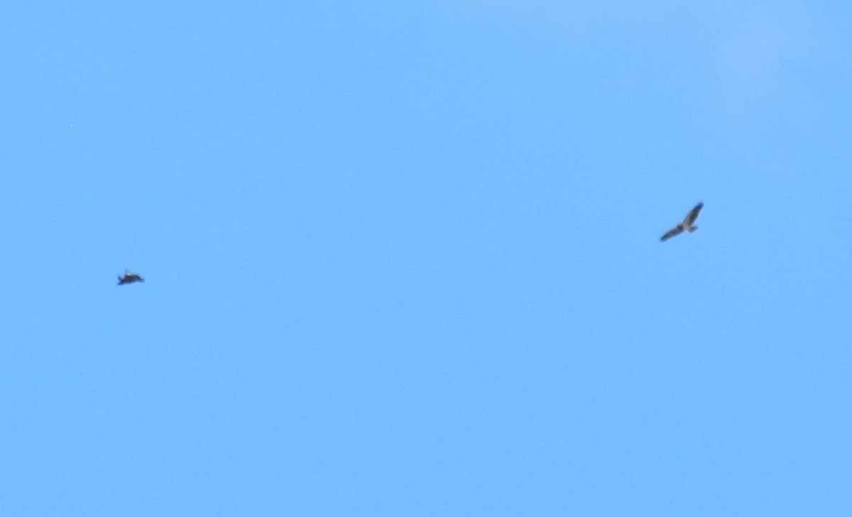 Swainson's Hawk - Nestor Herrera