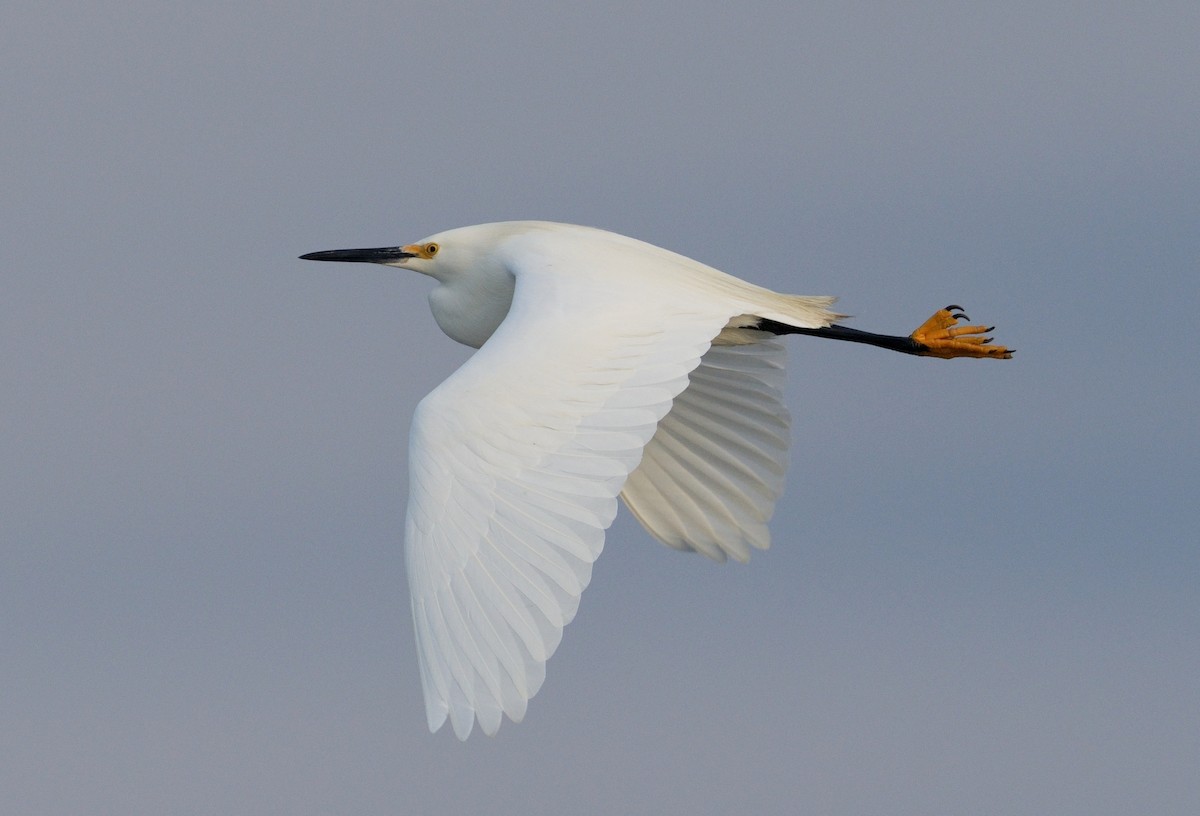 Snowy Egret - Bill Thompson