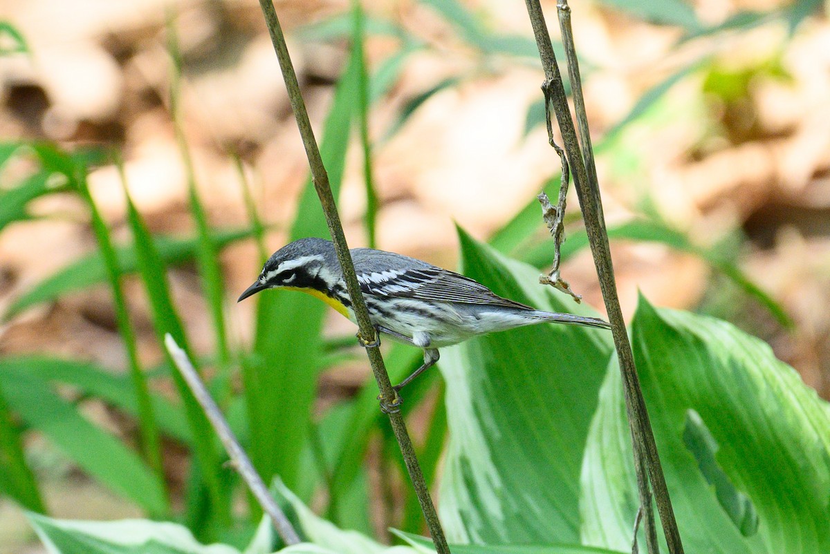 Yellow-throated Warbler (albilora) - Christine Kozlosky