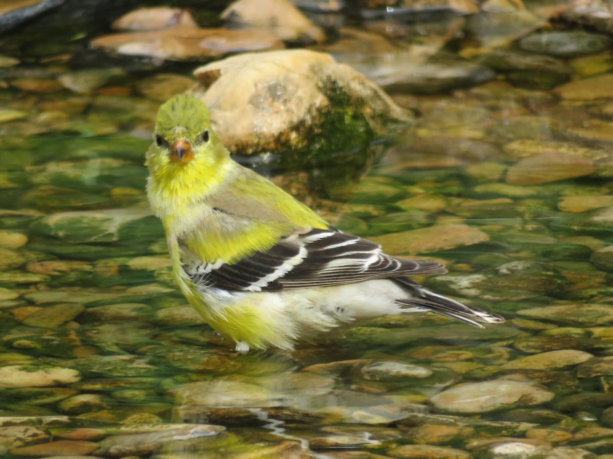 Chardonneret jaune - ML617429695