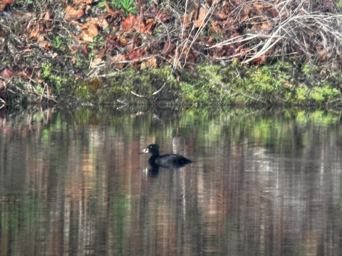 Surf Scoter - ML617429772