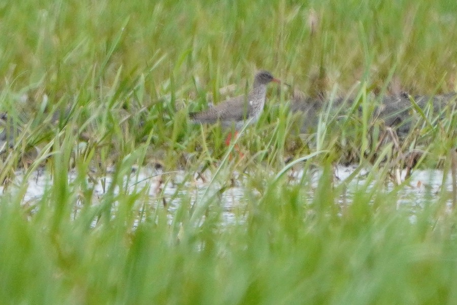 Common Redshank - Paweł Maciszkiewicz