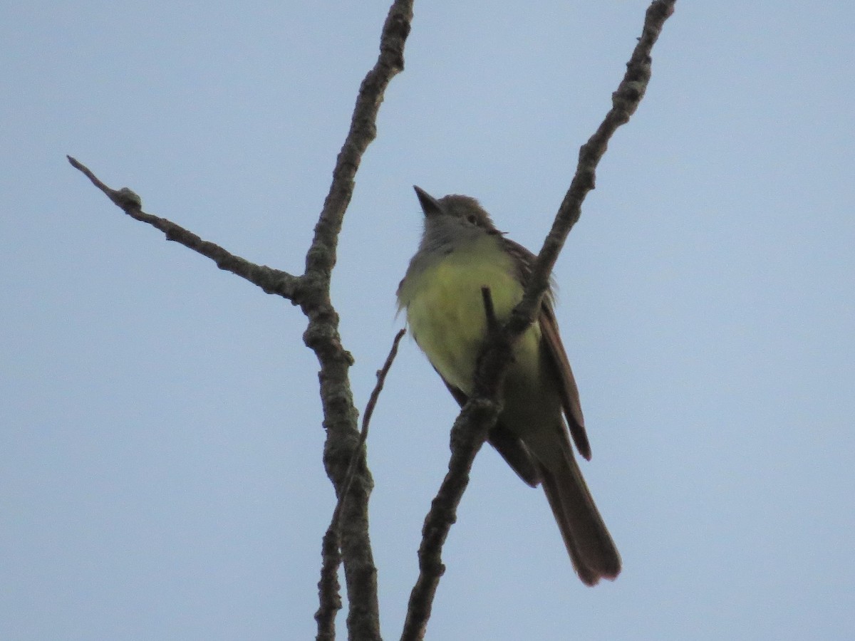 Great Crested Flycatcher - ML61742981