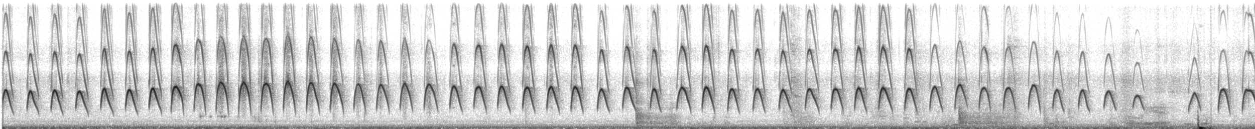 יסעורון וילסון (chilensis) - ML617429818