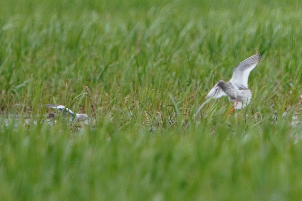 Common Redshank - Paweł Maciszkiewicz