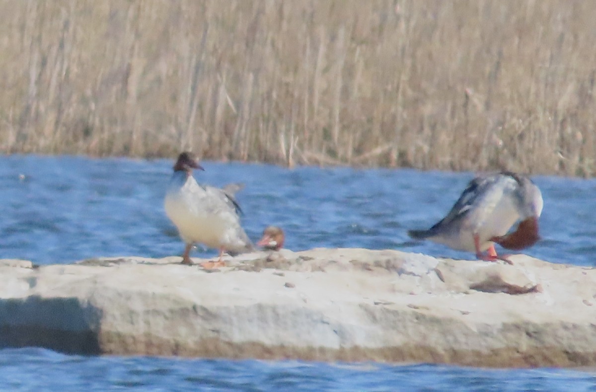 Common Merganser - ML617429870