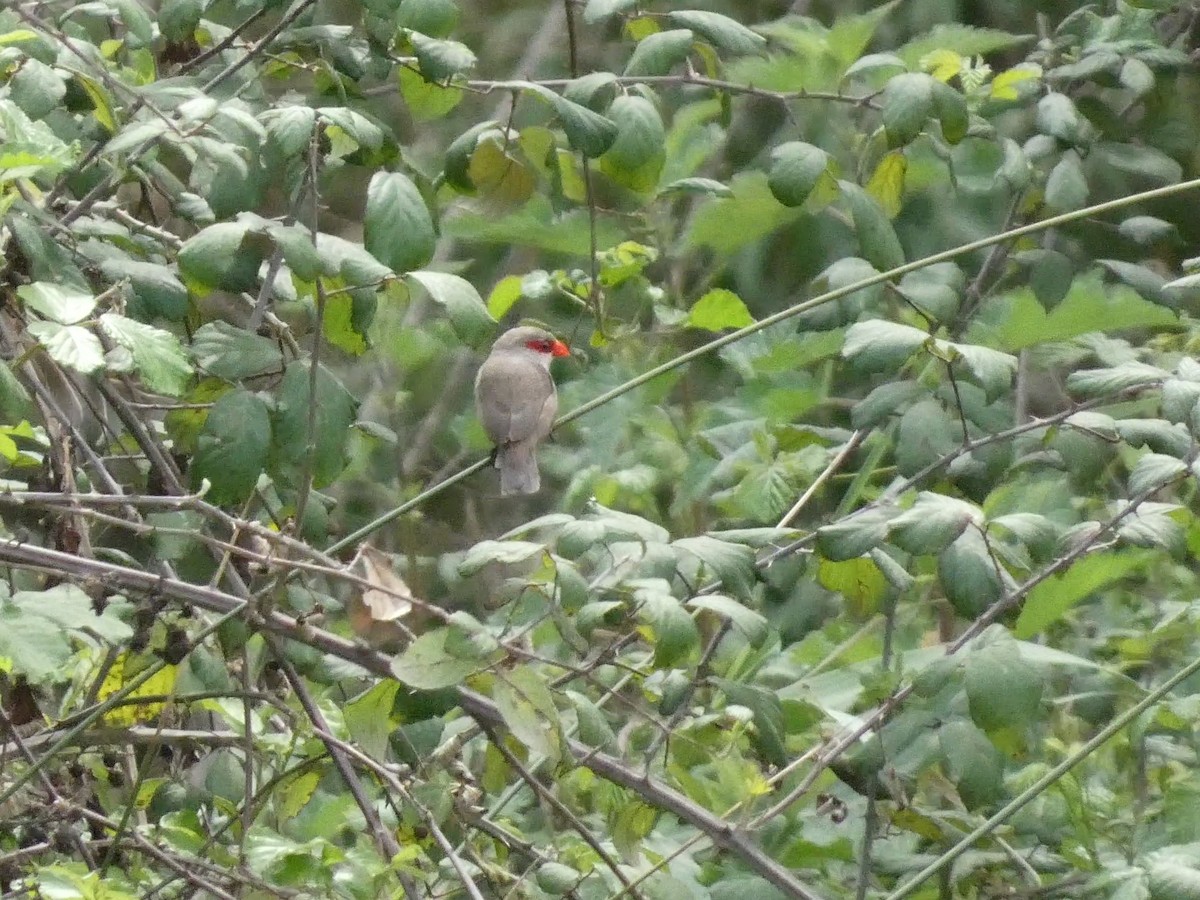 Common Waxbill - Kathy Woolsey