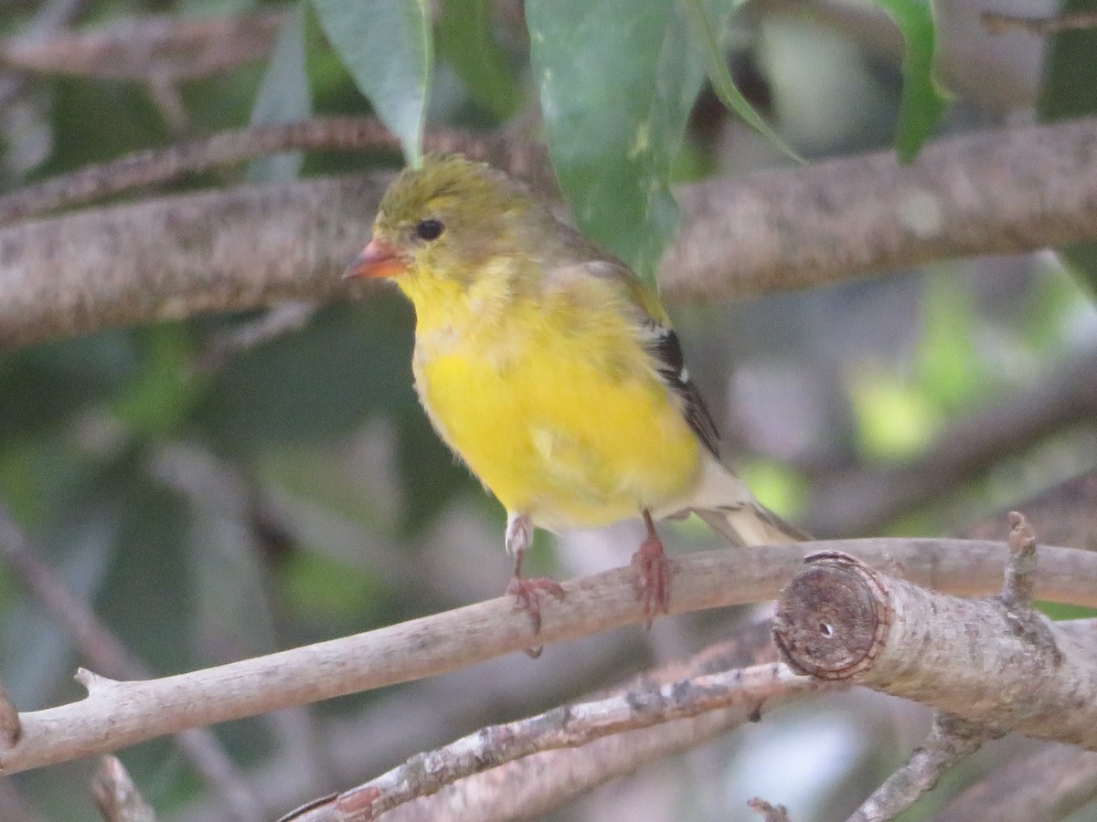 Chardonneret jaune - ML617430027