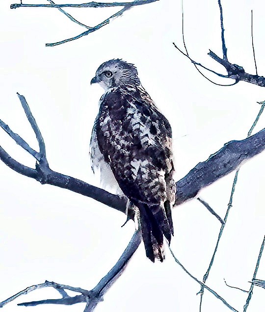 Red-tailed Hawk - Jim Ward