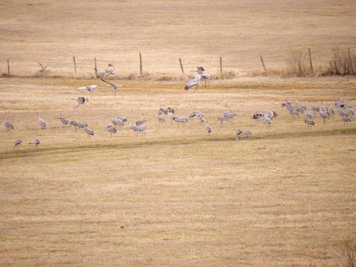 Sandhill Crane - Larry Joseph