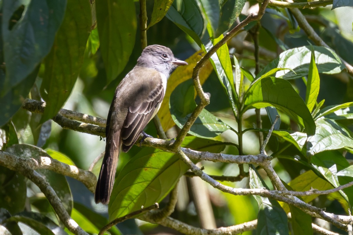 Panama Flycatcher - Sandy & Bob Sipe