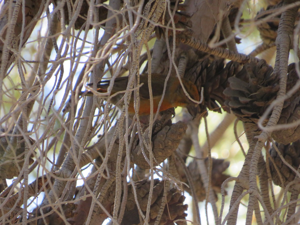 Red Crossbill - ML617430061