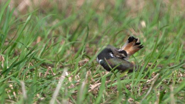 Northern Lapwing - ML617430089