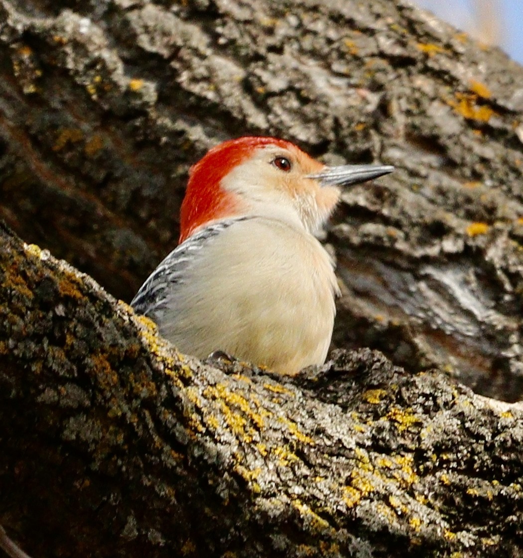 Red-bellied Woodpecker - ML617430090