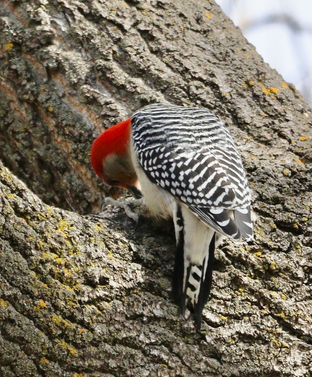 Red-bellied Woodpecker - ML617430091