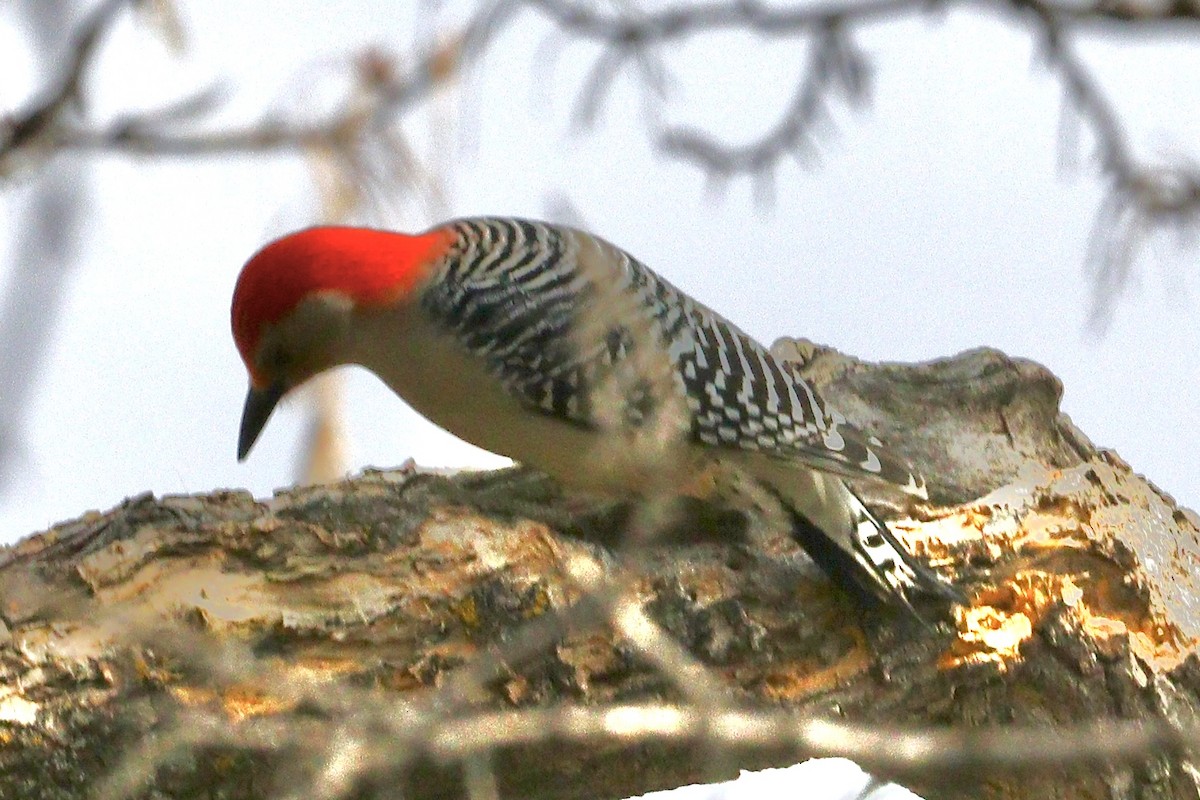 Red-bellied Woodpecker - ML617430092