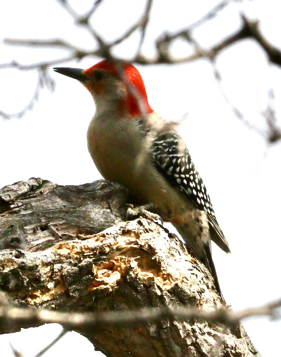 Red-bellied Woodpecker - ML617430093
