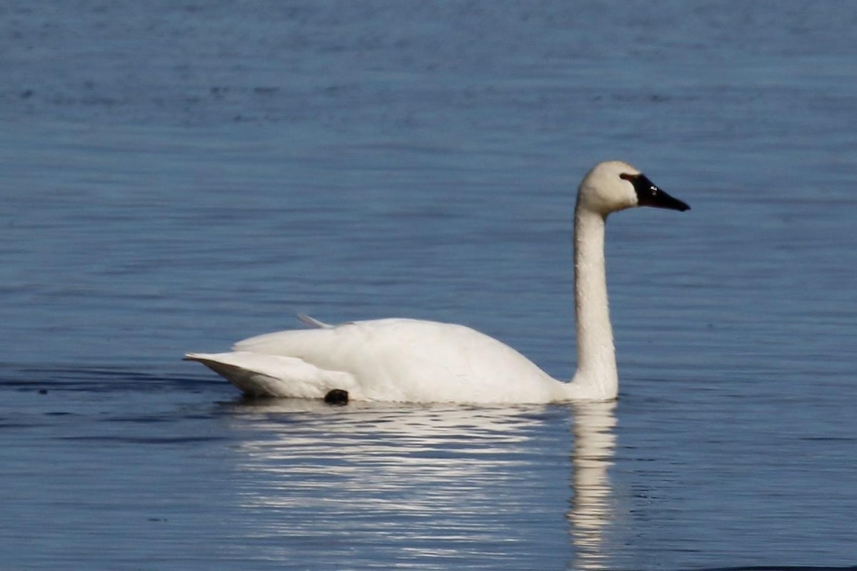 Trompeterschwan - ML617430094