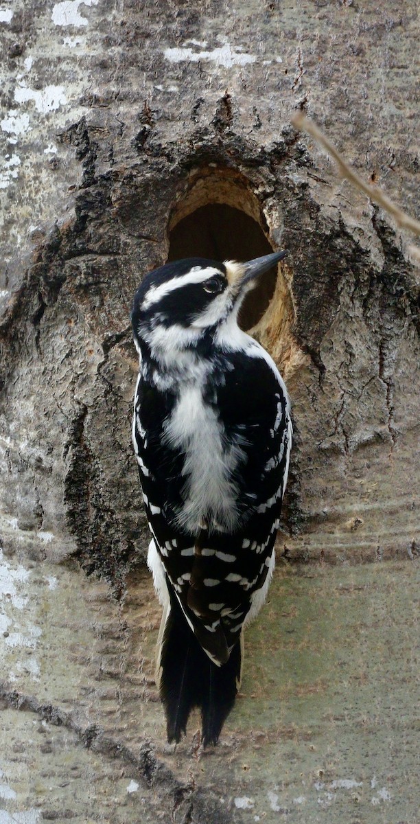 Hairy Woodpecker - ML617430108