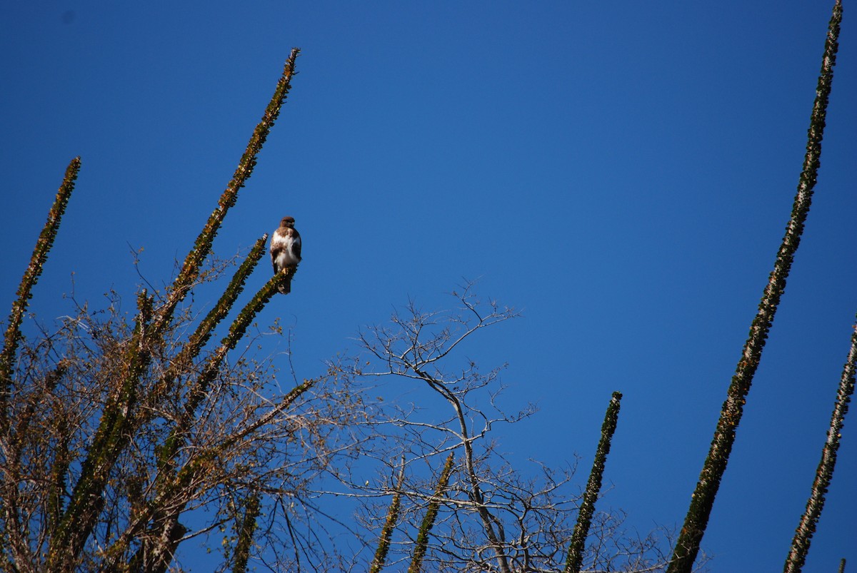 Madagascar Buzzard - ML617430114