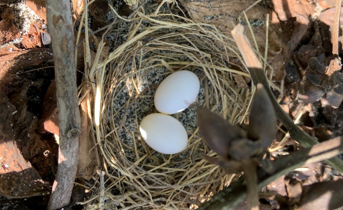 Ruddy Ground Dove - ML617430142