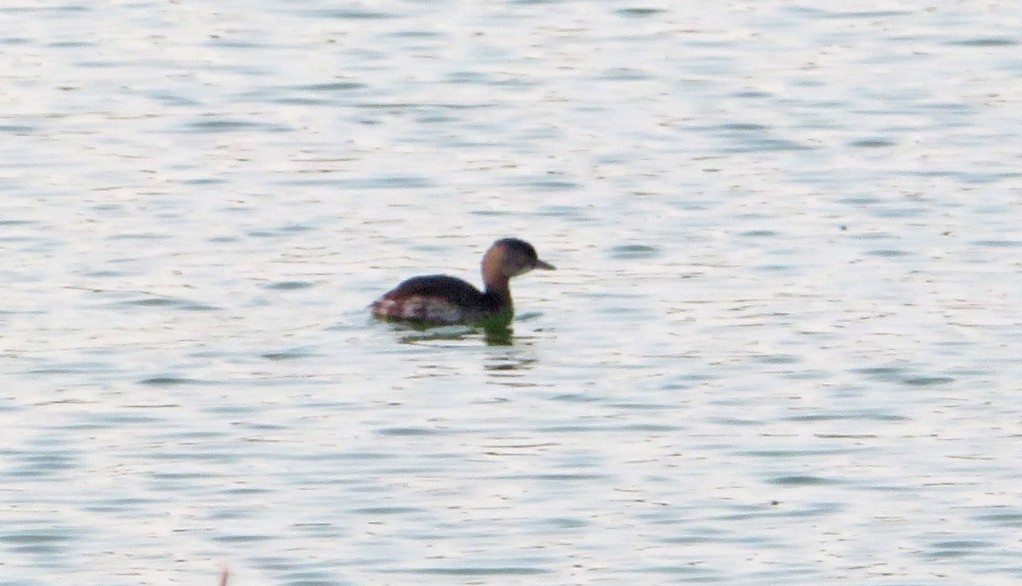 Least Grebe - ML617430170