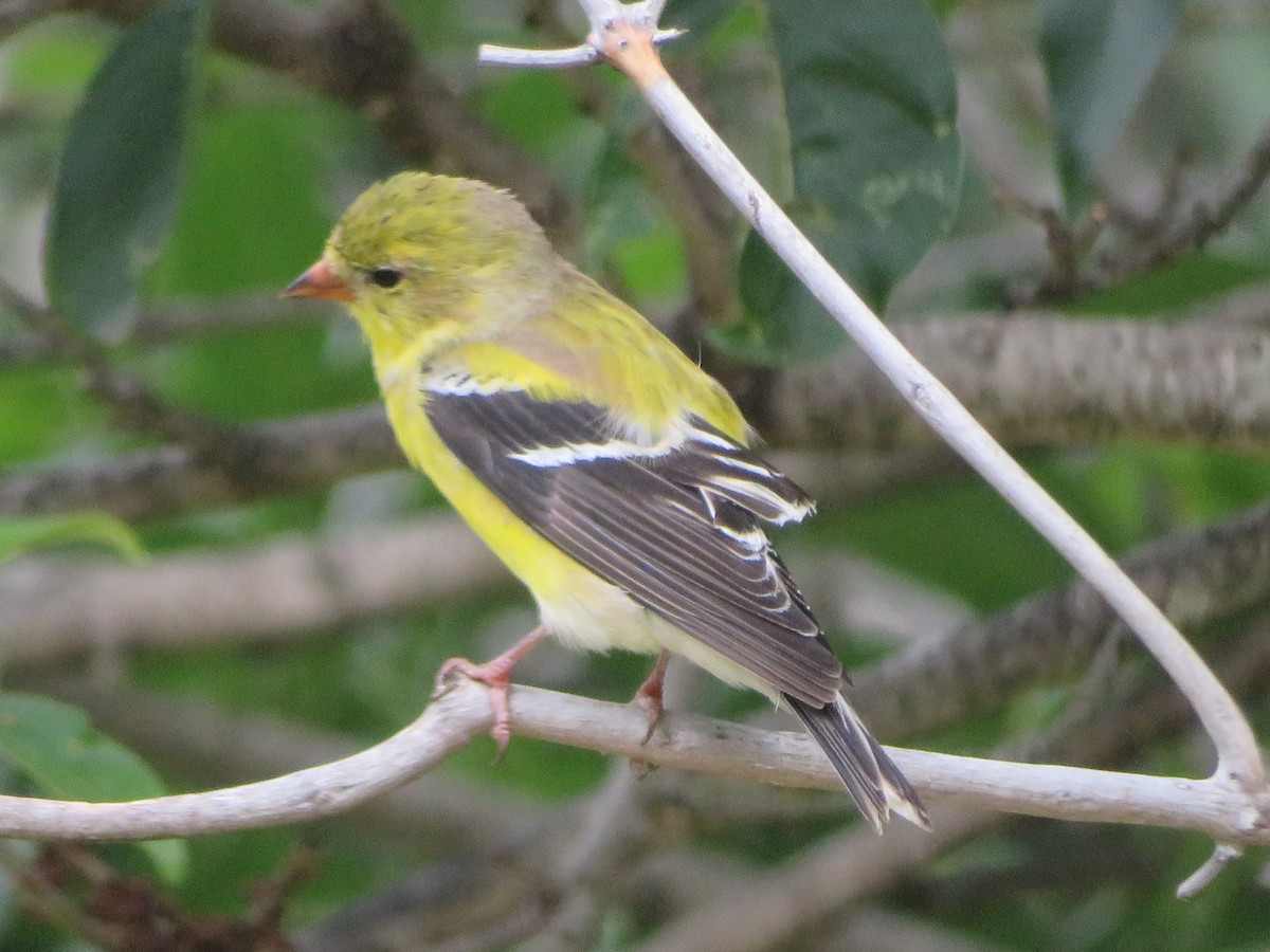 Chardonneret jaune - ML617430185