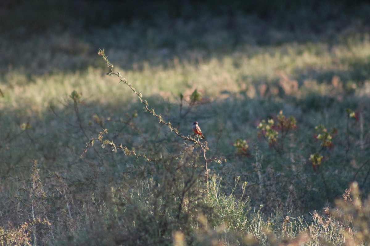 Vermilion Flycatcher - Gabriel Paschetta