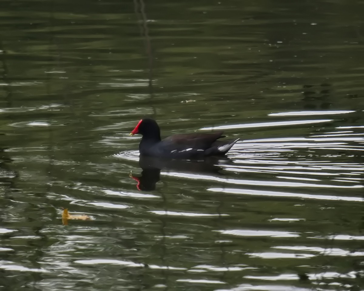 Common Gallinule - ML617430327