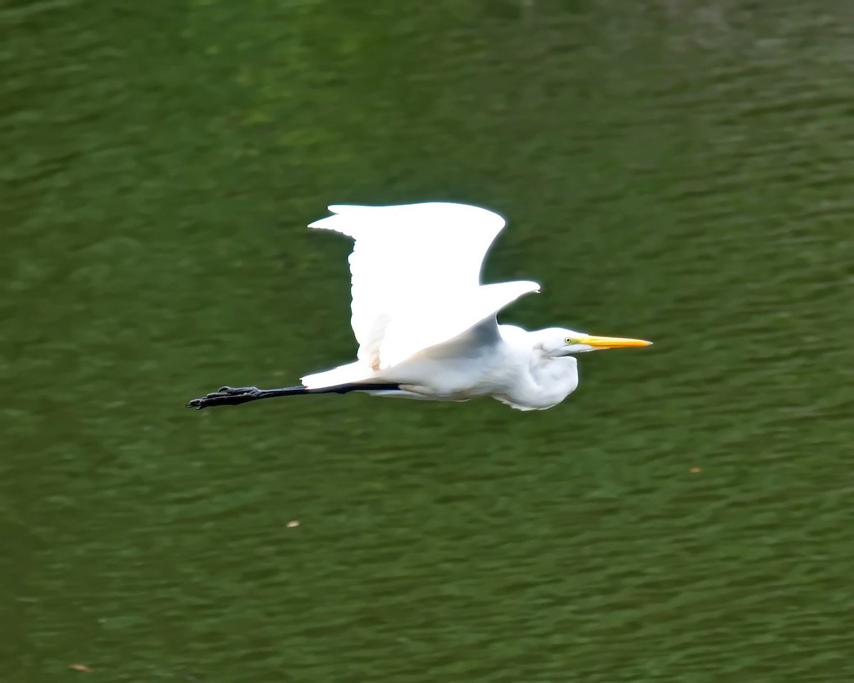 Great Egret - ML617430331