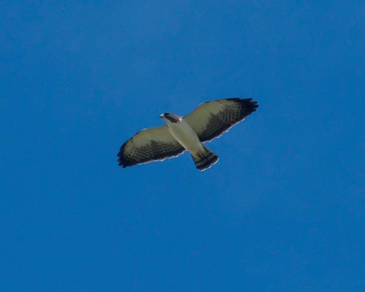 Short-tailed Hawk - ML617430336