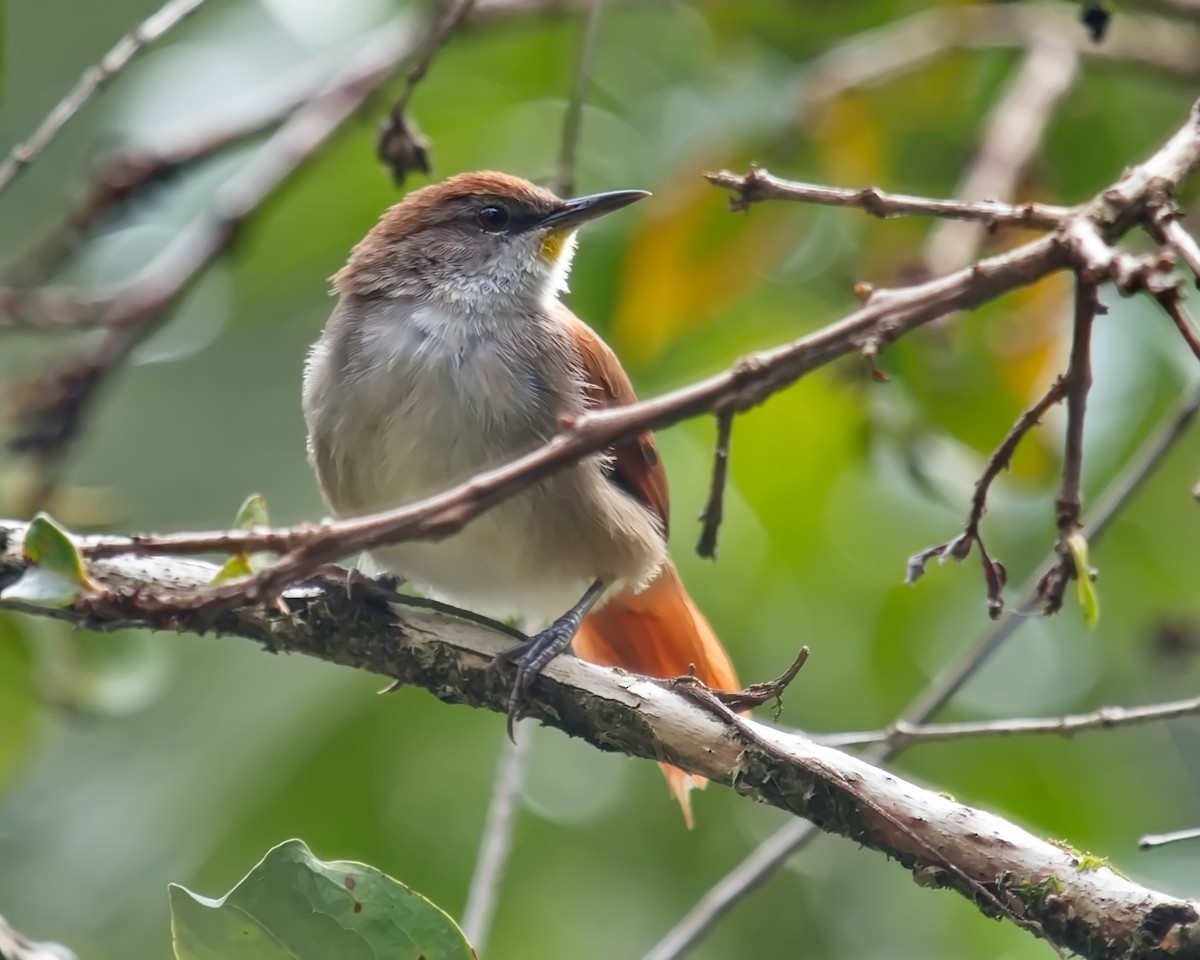 Yellow-chinned Spinetail - ML617430346