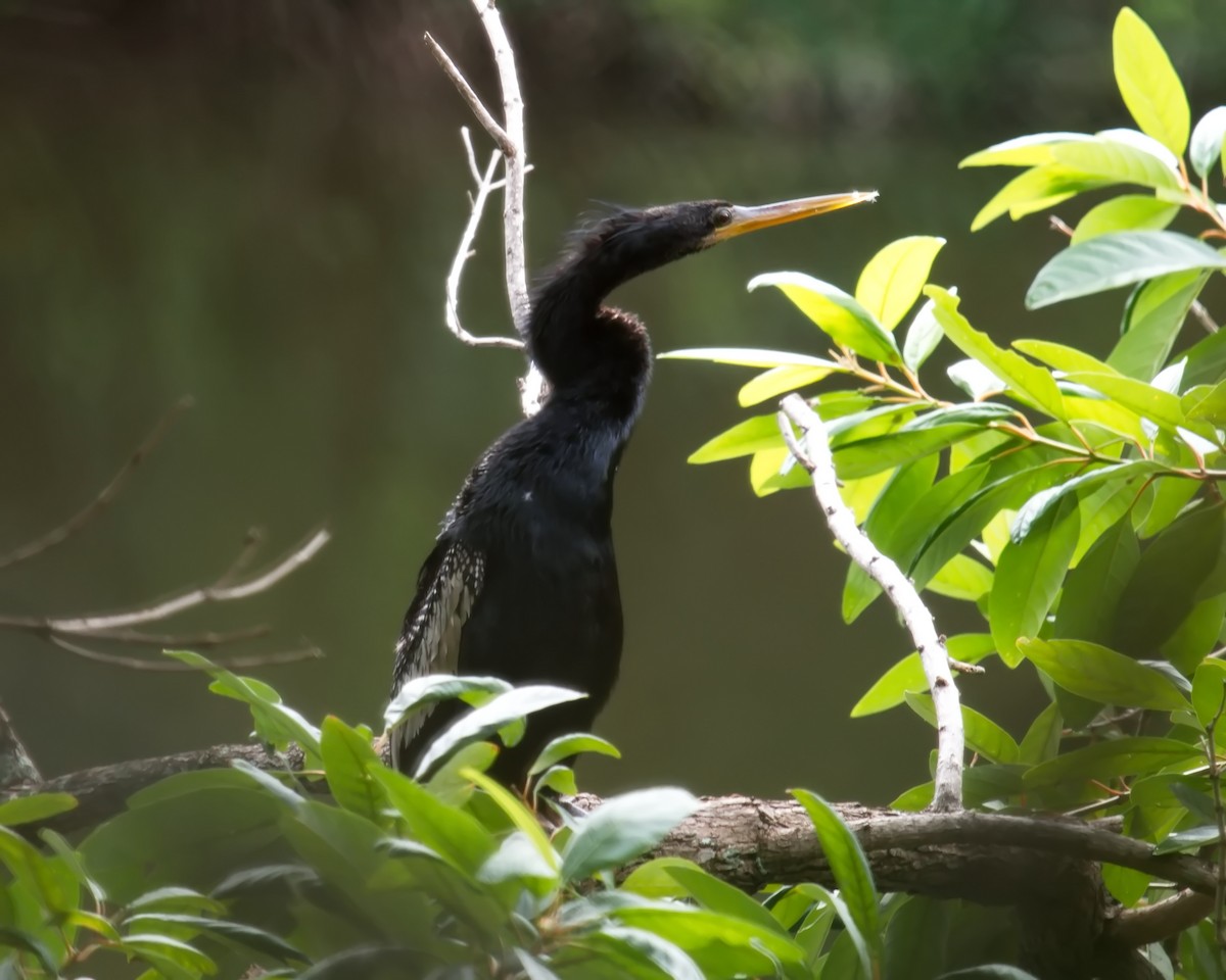 anhinga americká - ML617430367