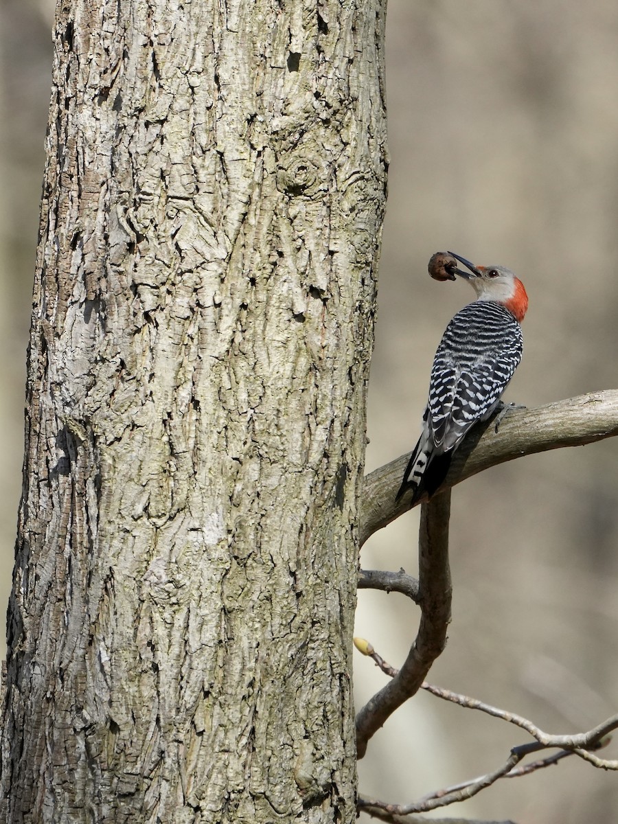 Red-bellied Woodpecker - ML617430414