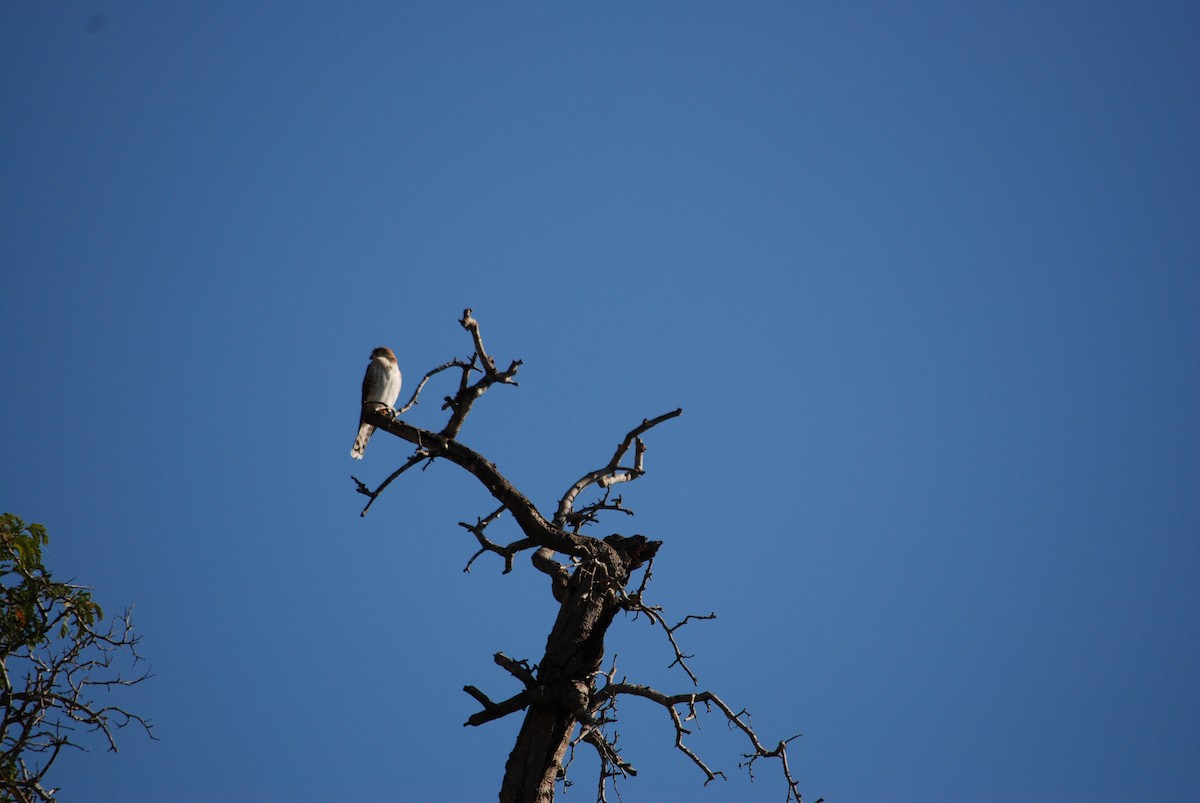 Malagasy Kestrel - Benjamin Marshall