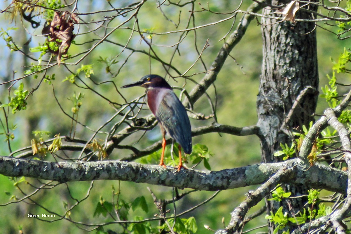 Green Heron - Merrill Lester