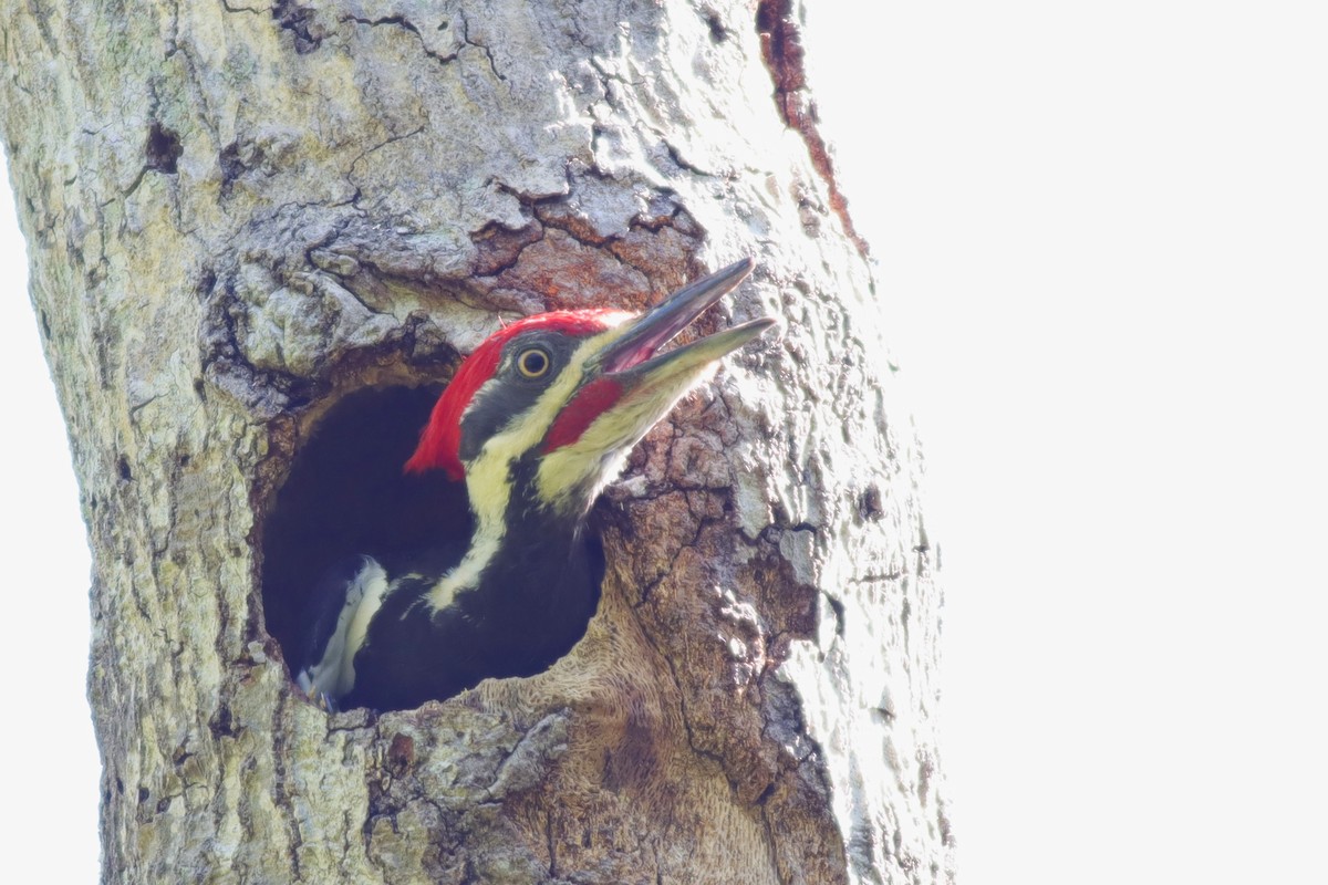 Pileated Woodpecker - ML617430535