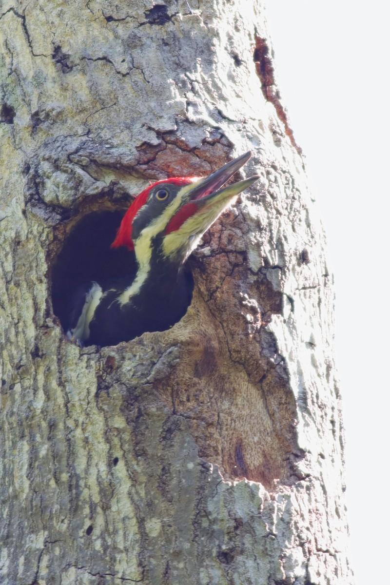 Pileated Woodpecker - ML617430536